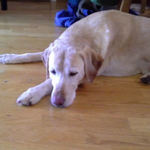 Meet your Posher, Audrey